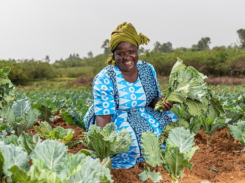 YEEP members supporting in harvesting the vegetables for sale.