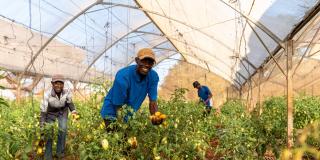 Farmers in greenhouse