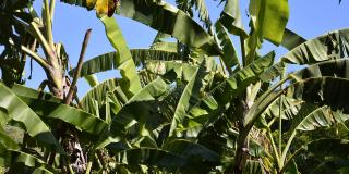 banana tree