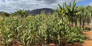 Agroecological farm, Zimbabwe