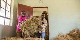 Volunteers lifting hay