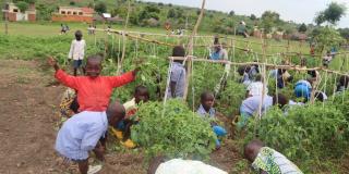 Primary children gardening