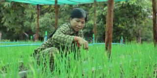 Woman working on farm