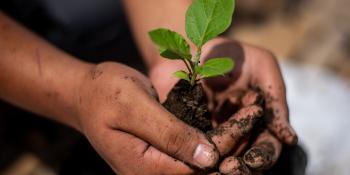 Hands holding seedling