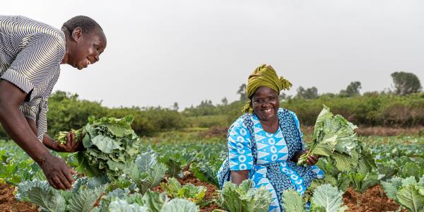 Woman harvesting crops in field.