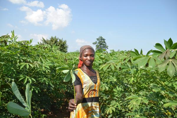 A young woman stands amidst cassava plants which reach the height of her head