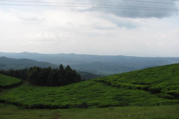 Gishakura Tea Plantation