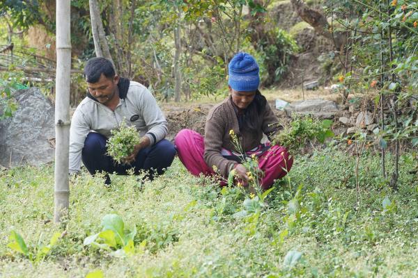 Sita and Surendra gardening