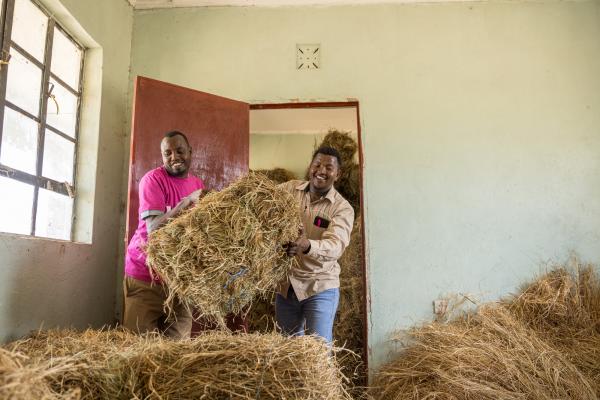 Volunteers lifting hay